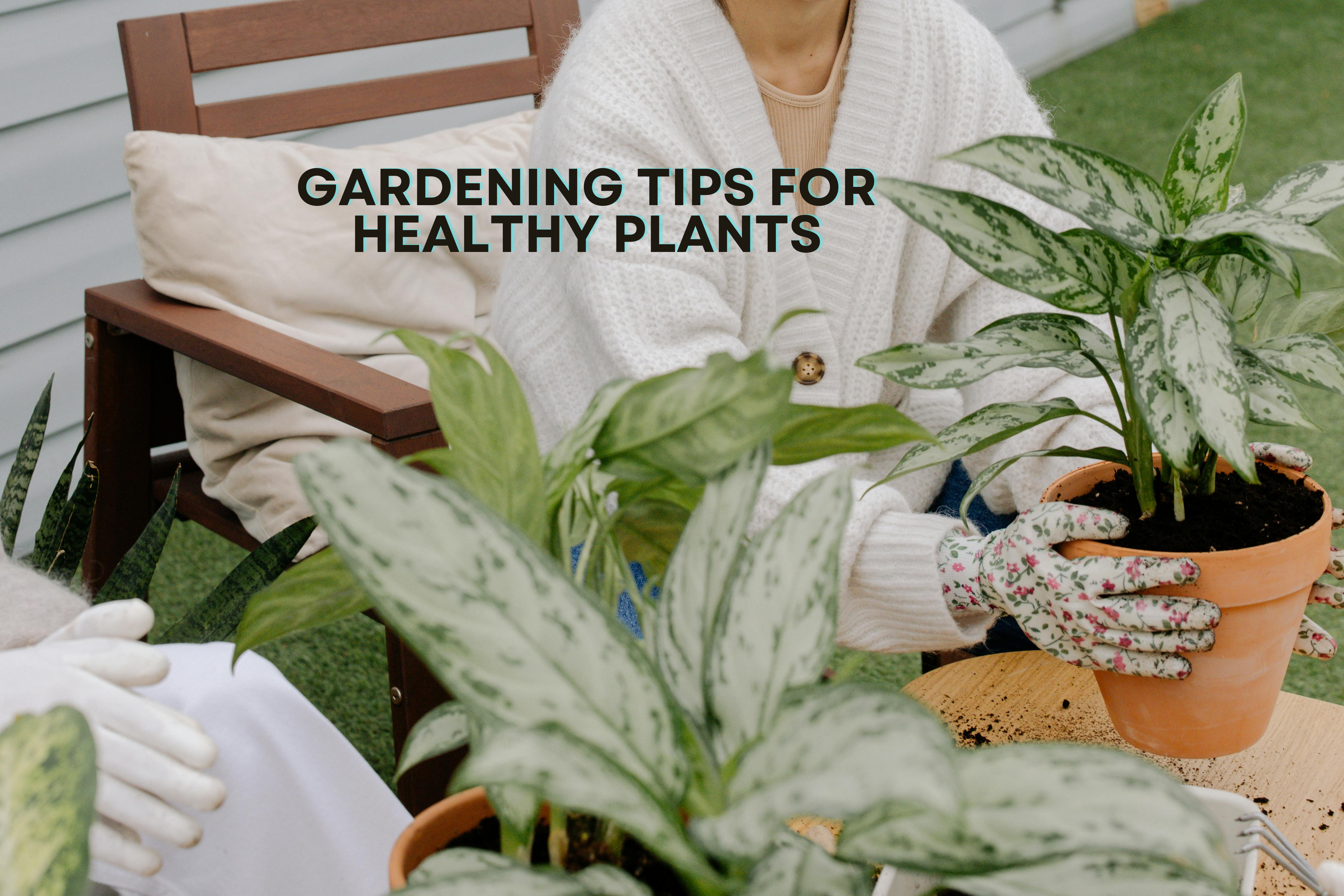 Top Gardening Tips for Maximizing Your Harvest in 2024