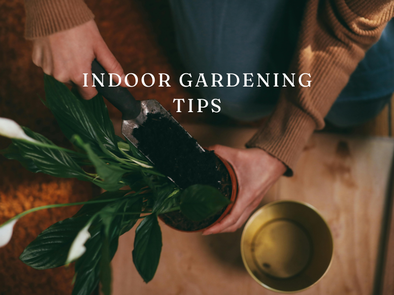 Top Gardening Tips for Beginners in 2024