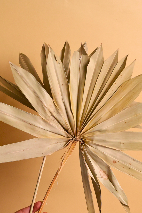 Natural dried palm bunch