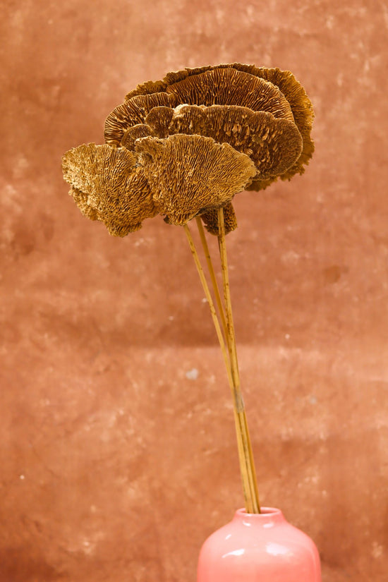 Handmade Dried Mushroom Bunch