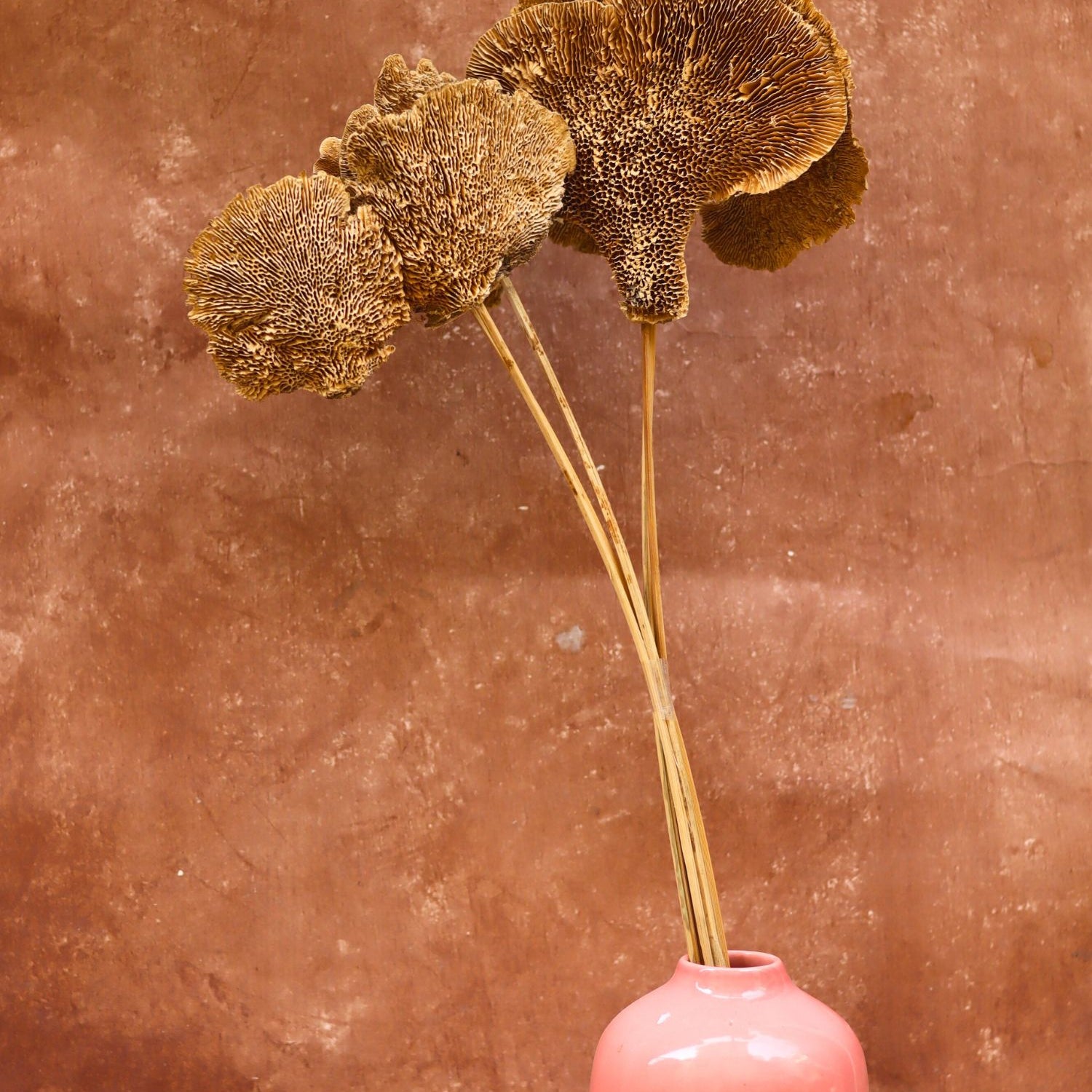 Dried Mushroom Bunch for home decor