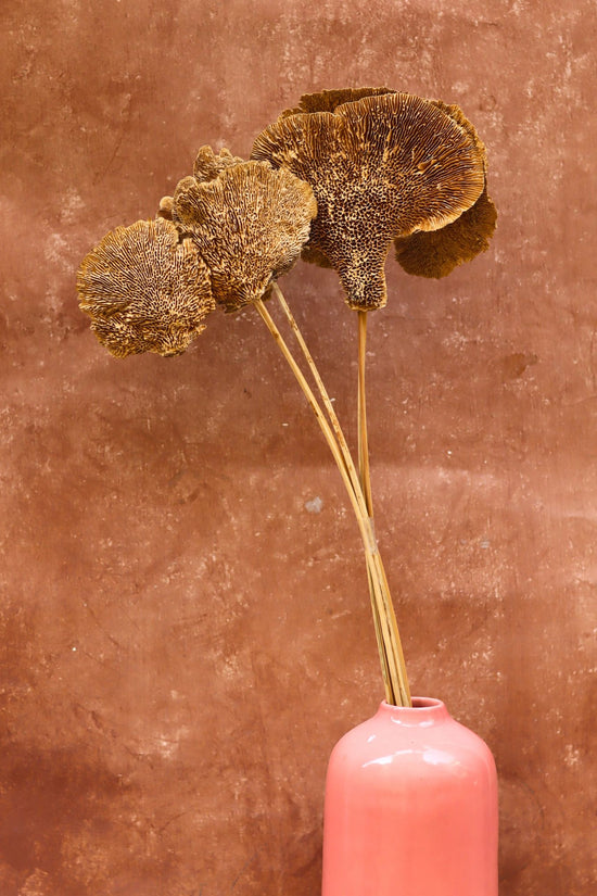 Dried Mushroom Bunch for home decor