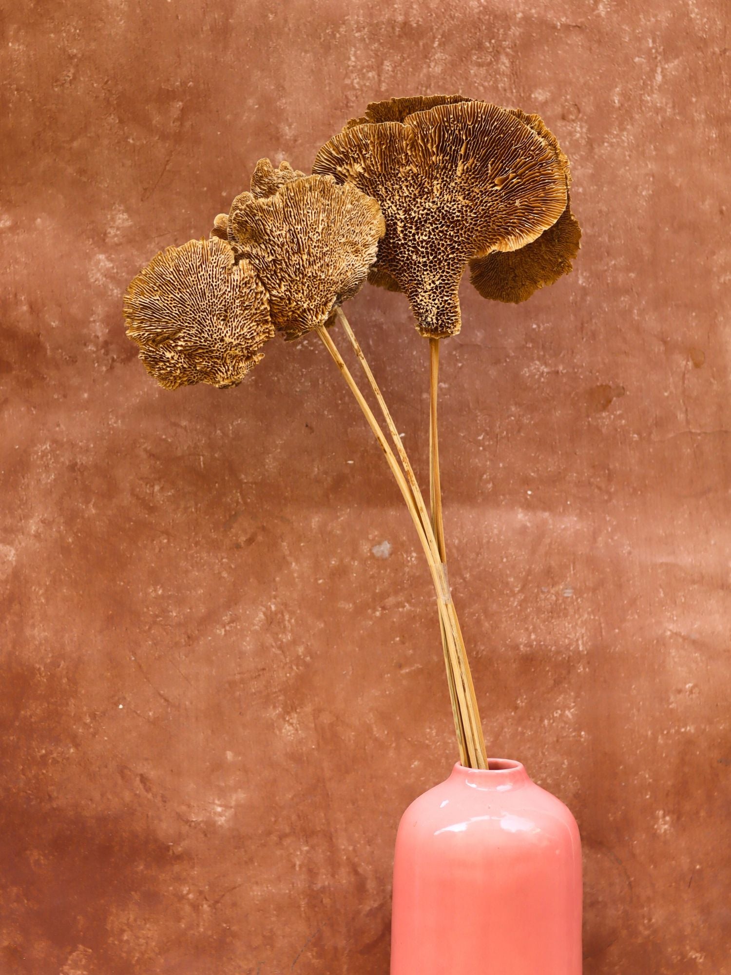 Dried Mushroom Bunch for home decor