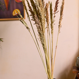 Naturally preserved dried natural jowar bunch