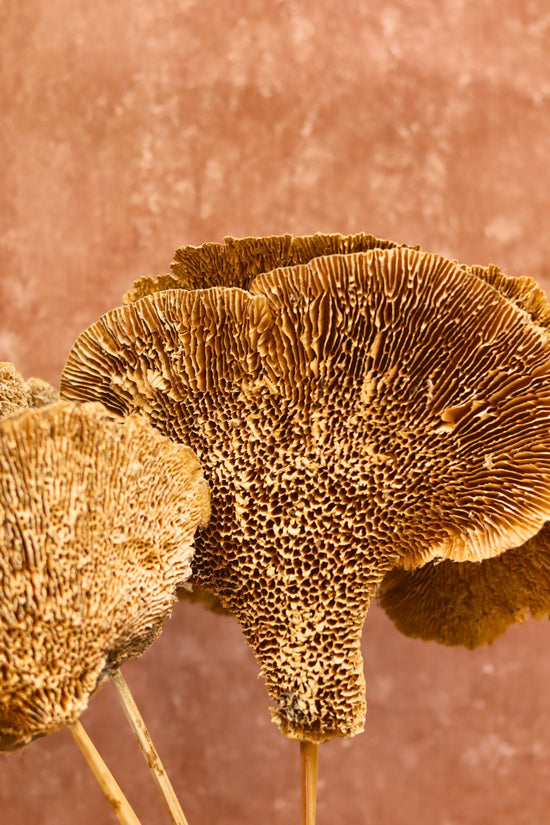 Dried Mushroom Bunch made with premium quality material