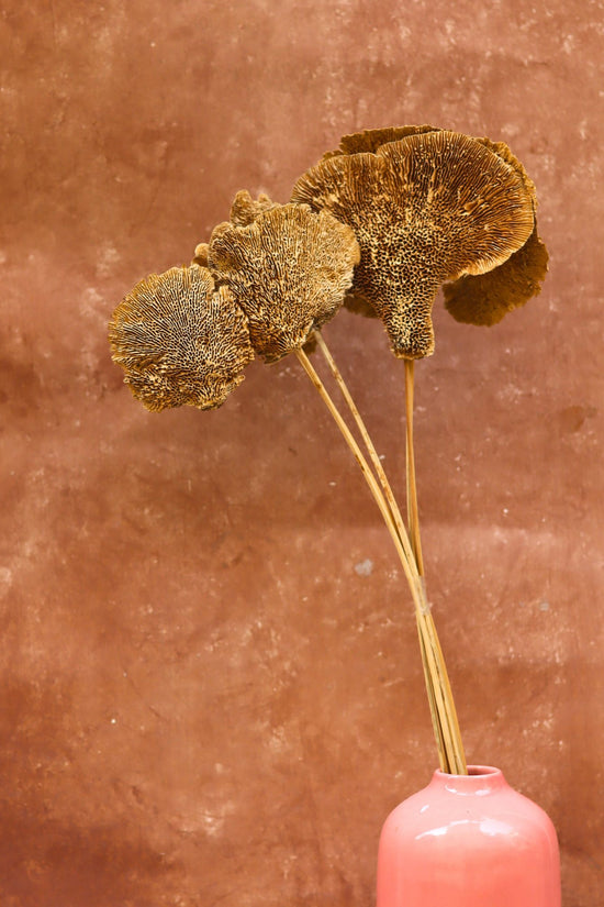 Dried Mushroom Bunch handmade in India