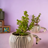 zebra planter with cute zebra design