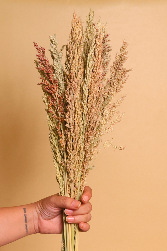 Natural Dried jowar bunch in hand