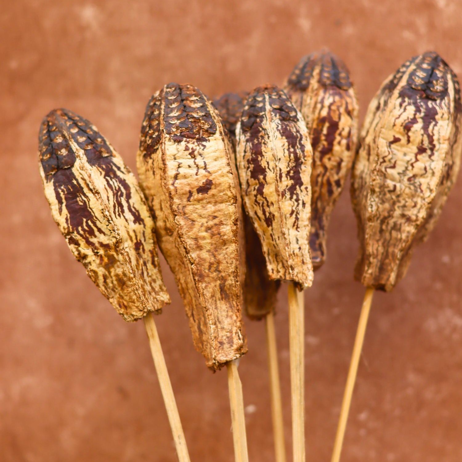 Dried Nut Bunch for home decor