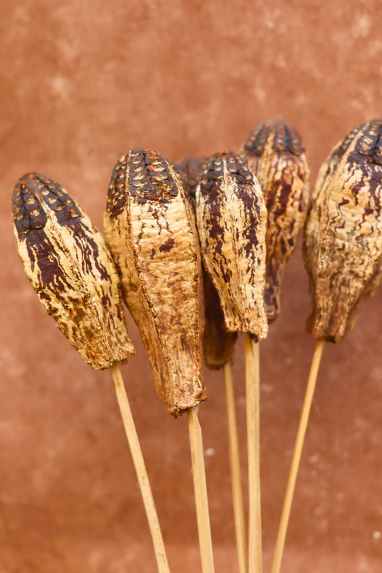 Dried Nut Bunch for home decor