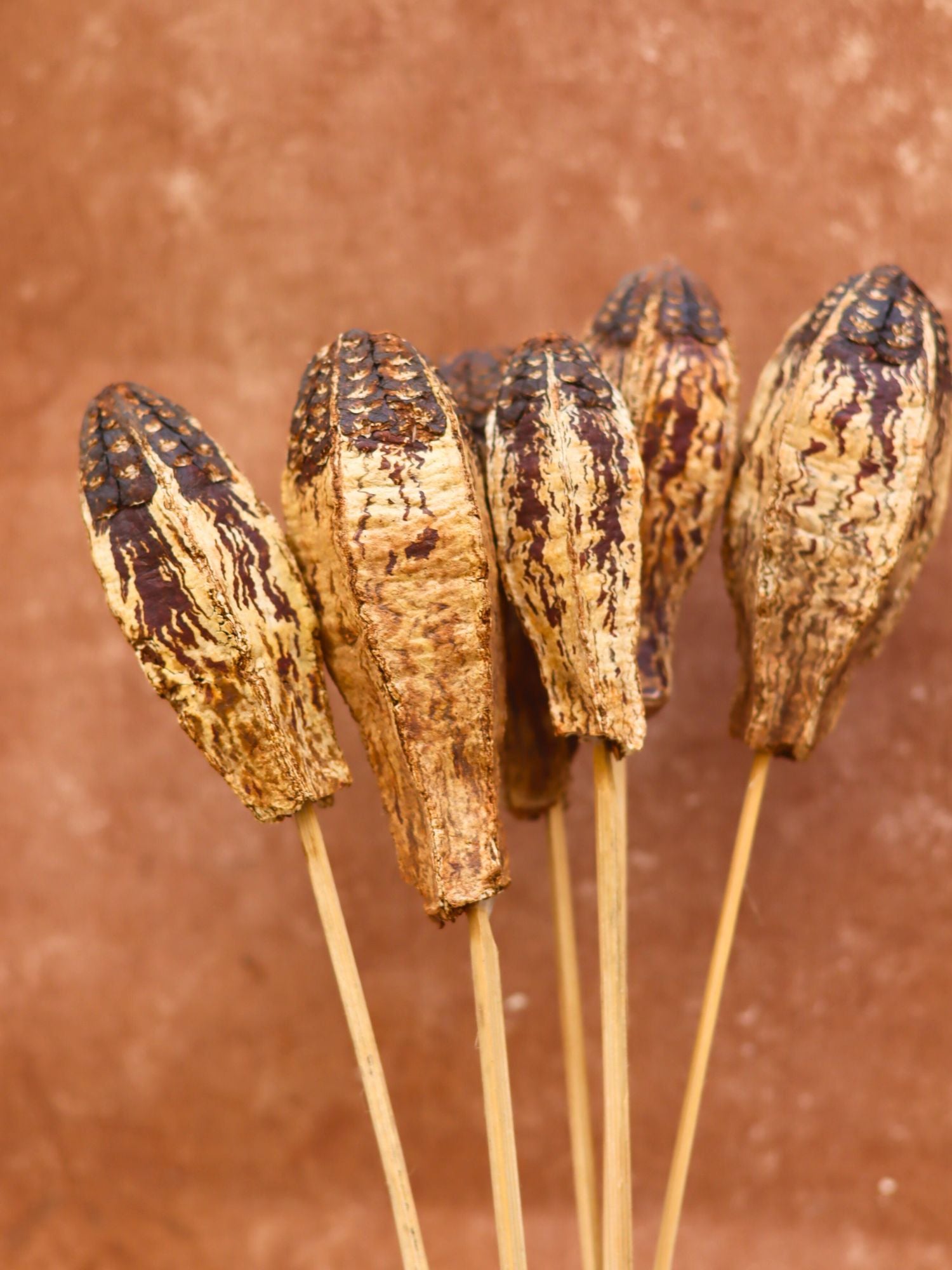 Dried Nut Bunch for home decor