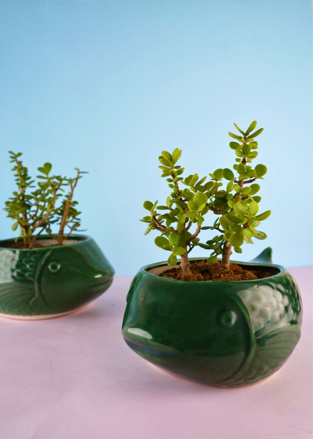 green catfish planter made by ceramic
