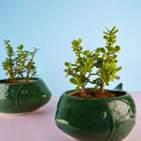 green catfish planter made by ceramic