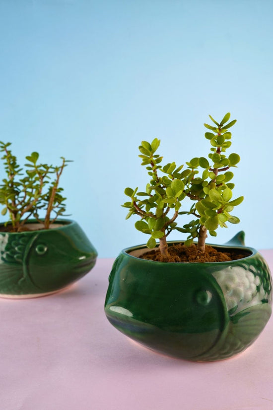 green catfish planter made by ceramic