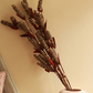Dried Pine Chain Flower - Bunch