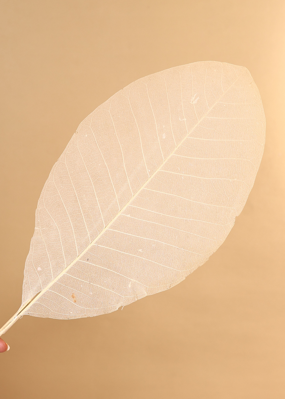 Dried natural love leaf bunch