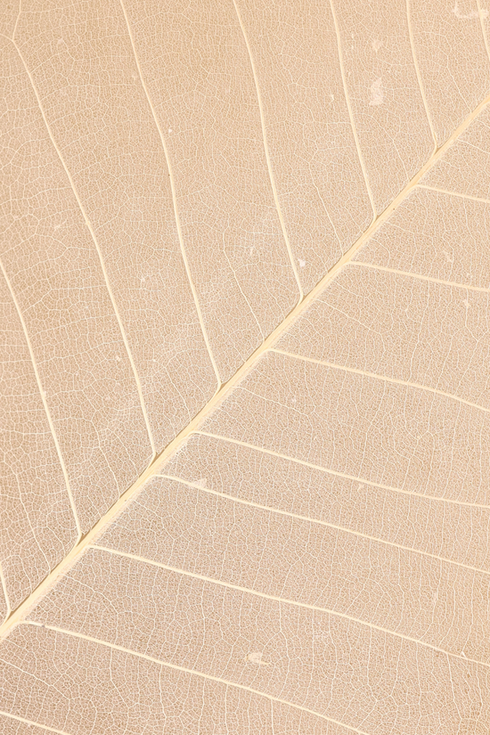 Dried love leaf bunch closeup shot