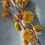 Natural dried yellow daisy flower bouquet 