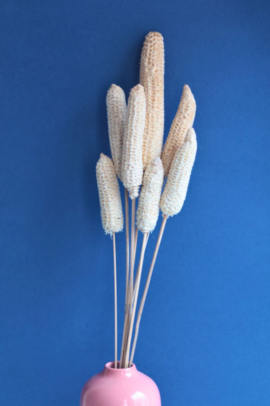 Dried Corn Bunch premium quaity dry flowers
