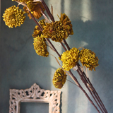 Dried yellow daisy flower bunch 