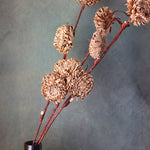 brown chrysanthemums bunch with premium quality