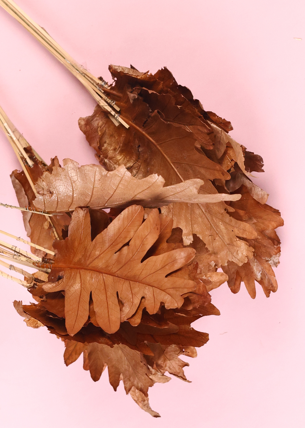Dried natural leaf bunch