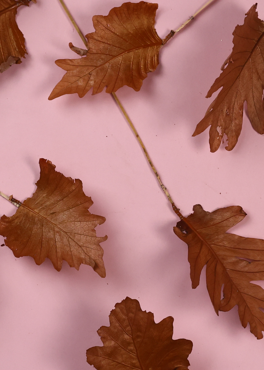 Dried natural leaf