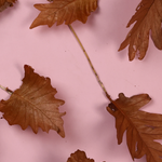 Dried natural leaf