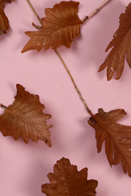Dried natural leaf