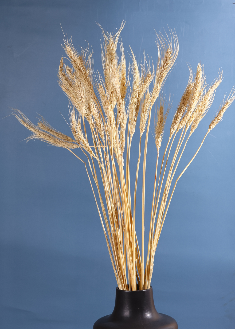 Natural wheat bunch in black vase