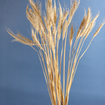 Natural wheat bunch in black vase