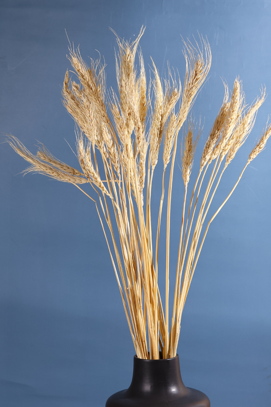Natural wheat bunch in black vase