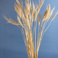 Dried Natural Wheat - Bunch