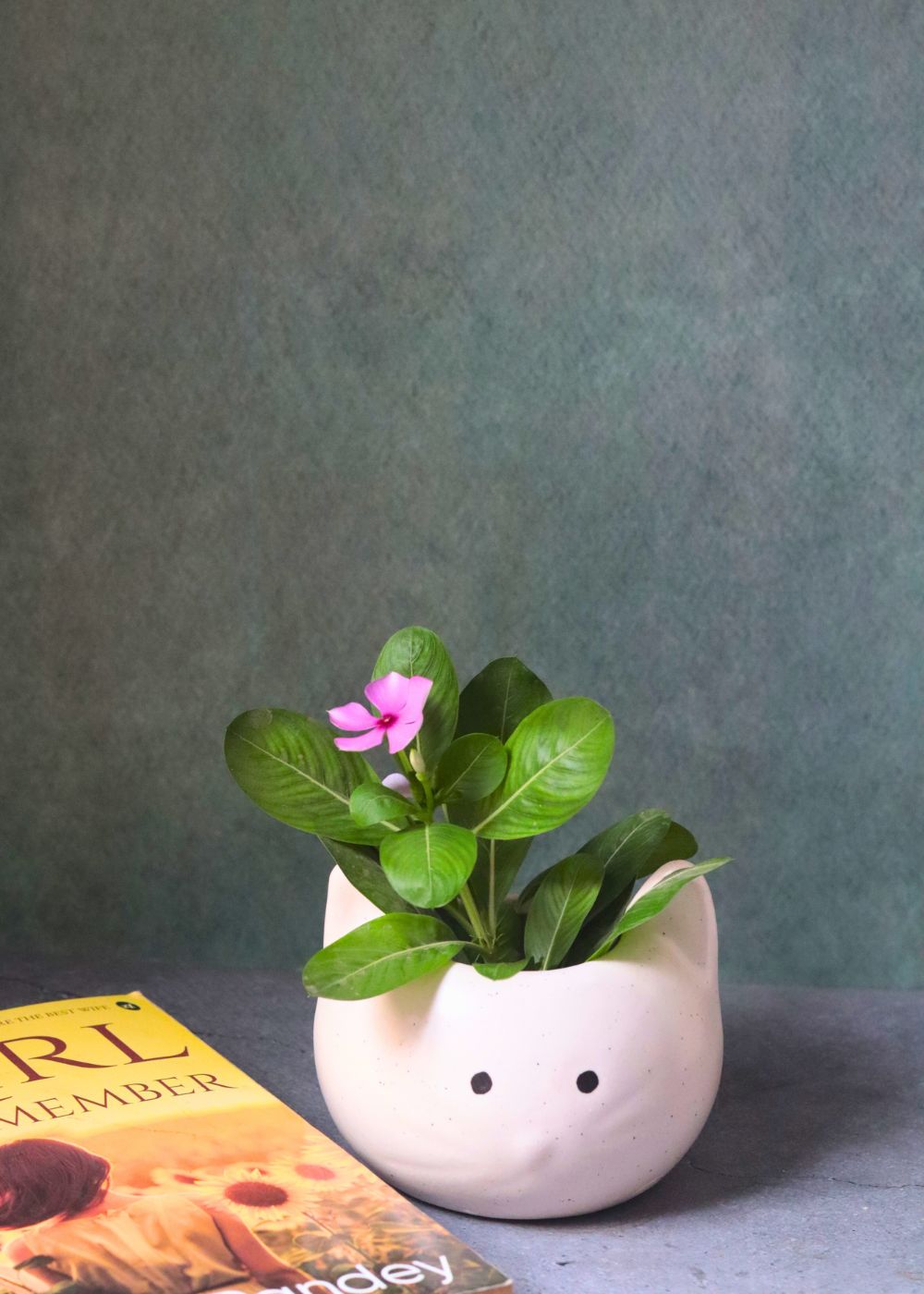 kitty planter with premium qulity planter