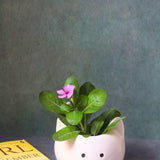 kitty planter with premium qulity planter