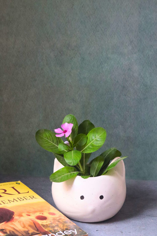 kitty planter with premium qulity planter
