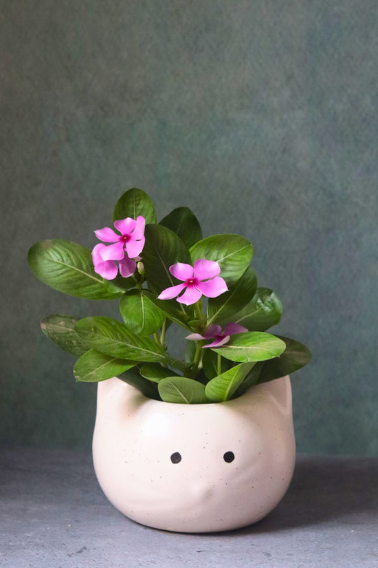 handmade kitty planter
