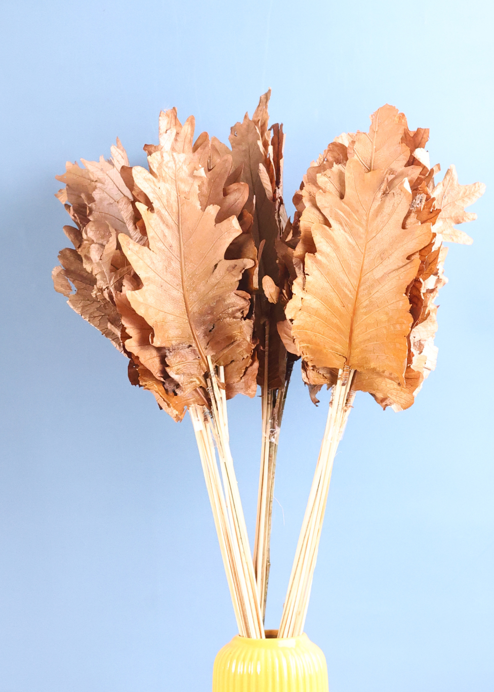 Dried natural bunch