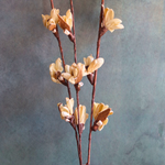 dried tulip bunch made by natural flowers