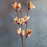 dried tulip bunch made by natural flowers