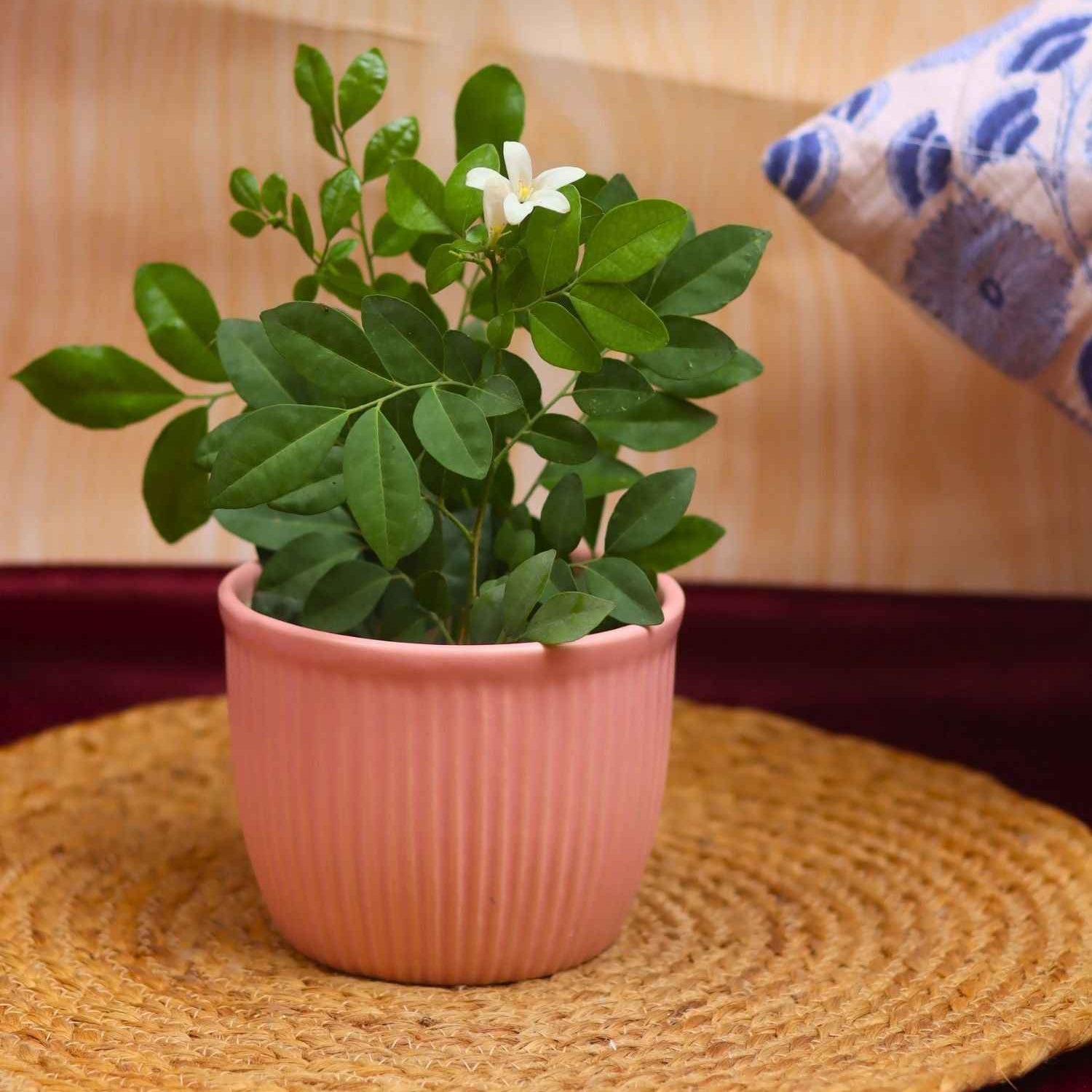 Mellow Pink Planter