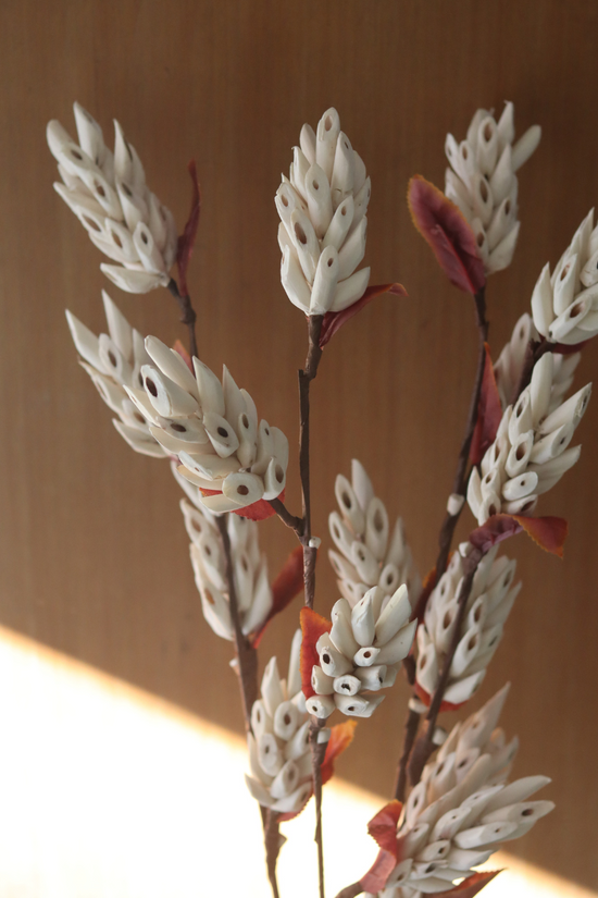 Dried Sola Corn Flower Bunch