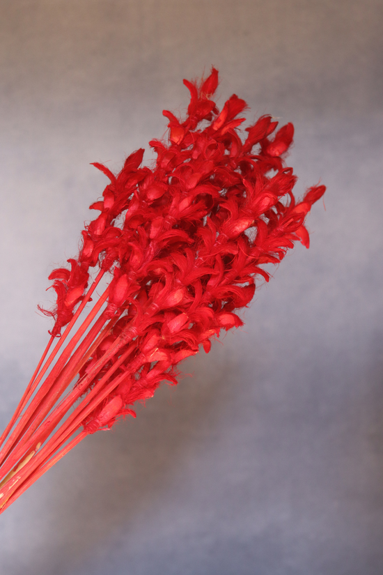 Dried flower red ginger