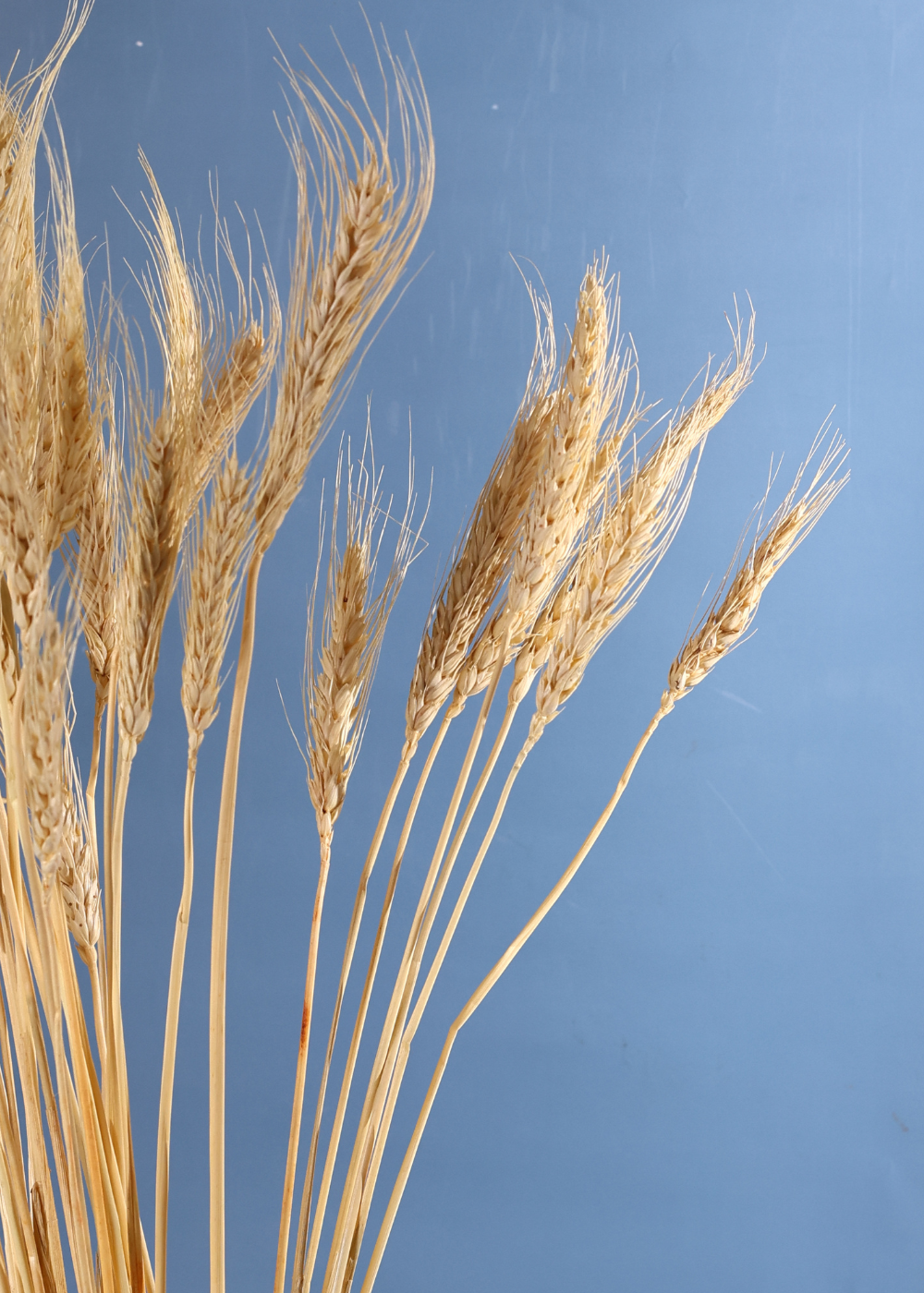 Dried wheat bunch 