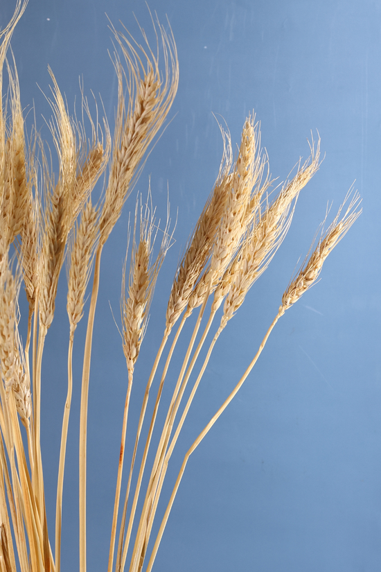 Dried wheat bunch 