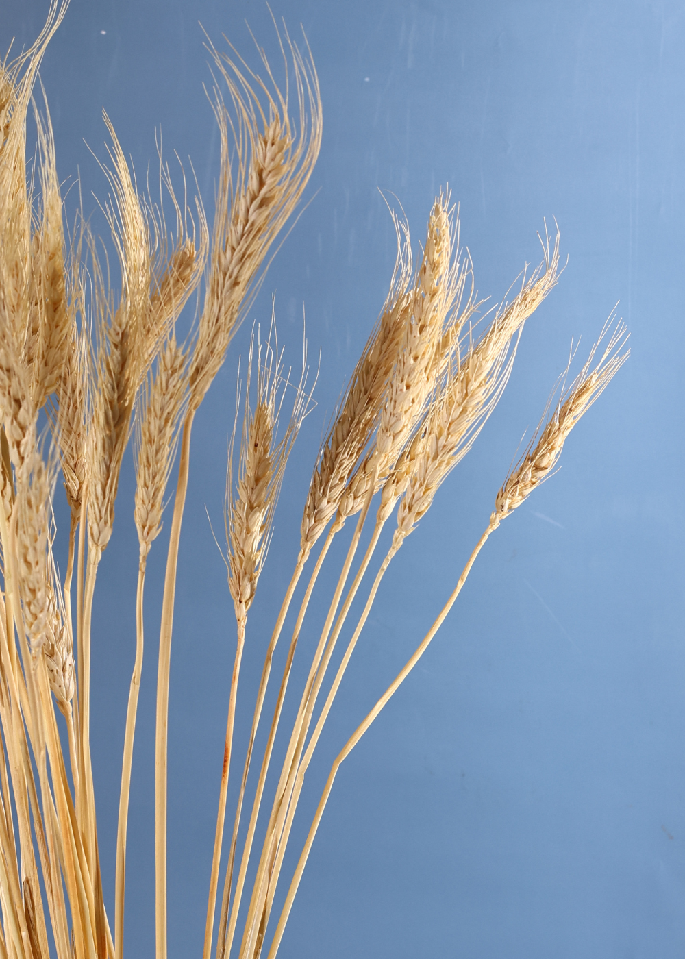 Dried Natural Wheat - Bunch