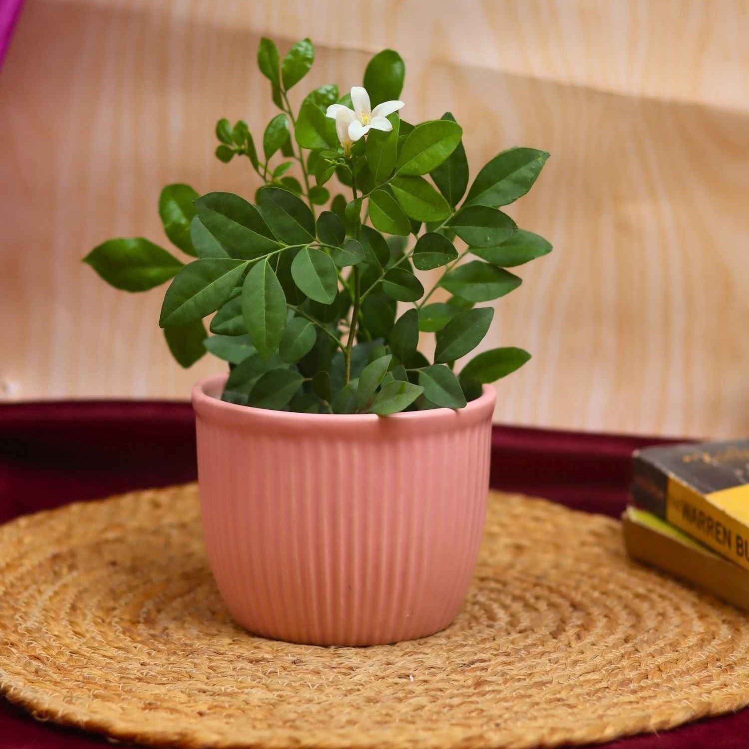 Mellow Pink Planter