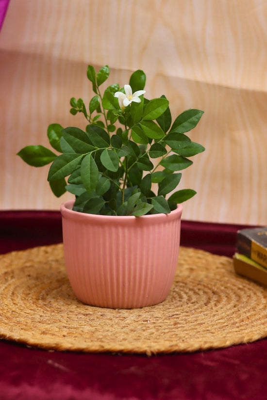 Mellow Pink Planter made by ceramic