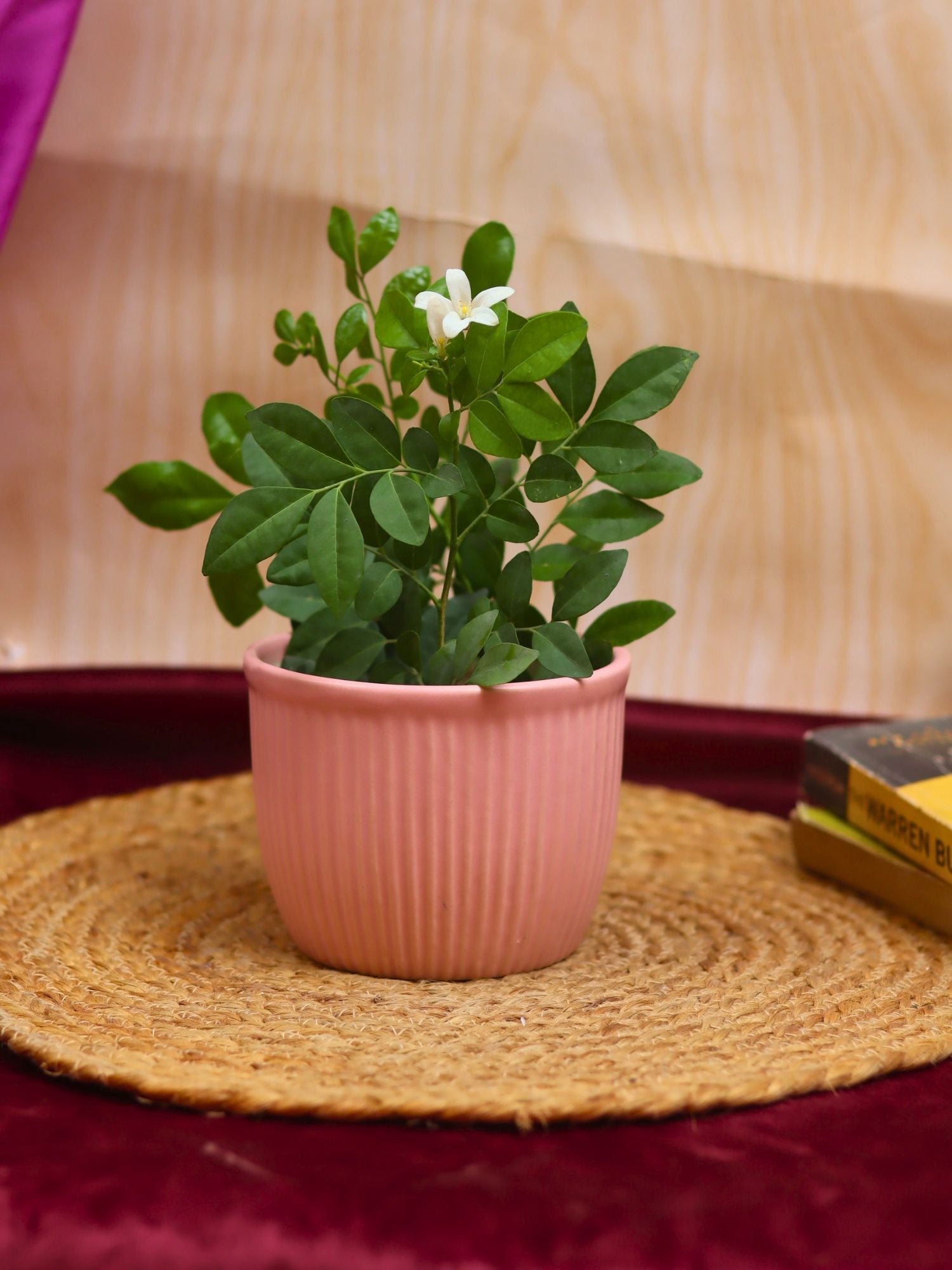 Mellow Pink Planter made by ceramic