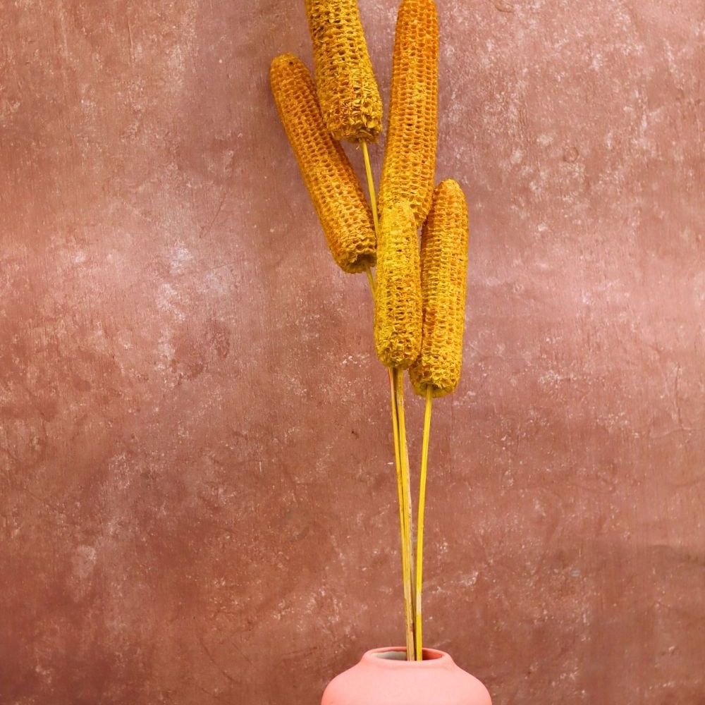 Yellow Corn Bunch for your home decor